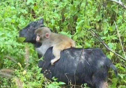 Baby monkey breakss into a goat farm and picks its new mother (Photos)
